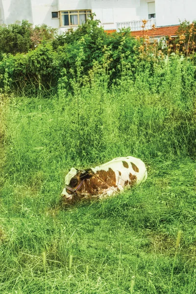 cows in grass background pattern