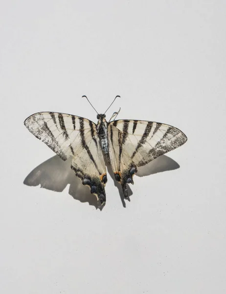 top view of butterfly on white background