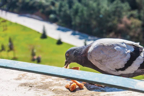 Gros Plan Pigeon Sur Balcon Extérieur — Photo