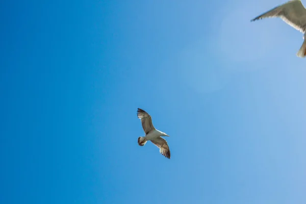 Flying Seagulls Blue Sky Background — Stock Photo, Image