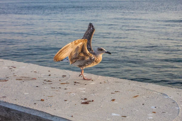 Gaviota Orilla Del Mar Durante Día — Foto de Stock