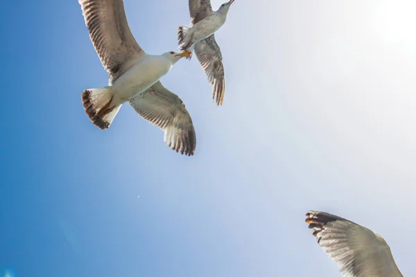 Létající Racků Pozadí Modré Oblohy — Stock fotografie