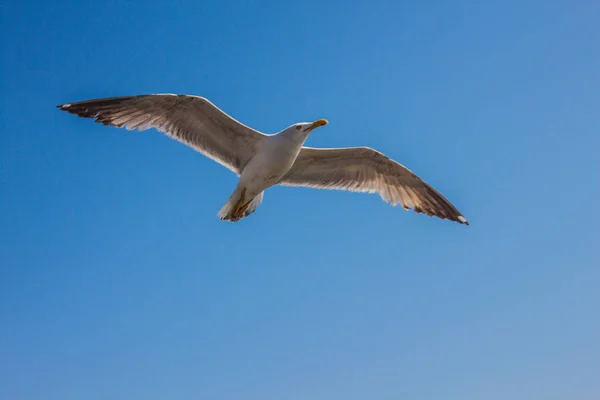 Flying Seagull Blue Sky Background — Stock Photo, Image