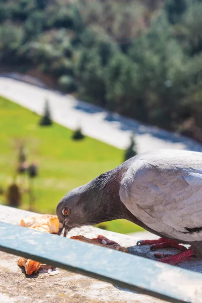 Gros Plan Pigeon Sur Balcon Extérieur — Photo