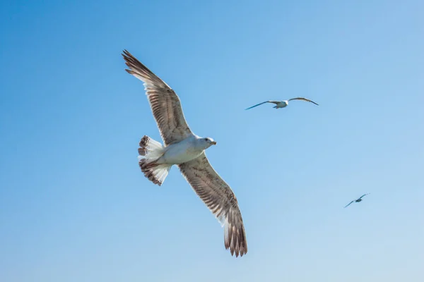 Flying Seagulls Blue Sky Background — Stock Photo, Image