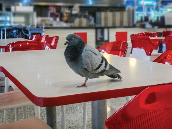 Gros Plan Motif Fond Pigeon — Photo