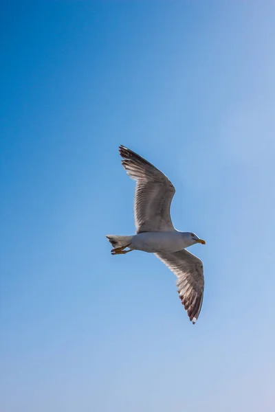 Flying Seagull Blue Sky Background — Stock Photo, Image