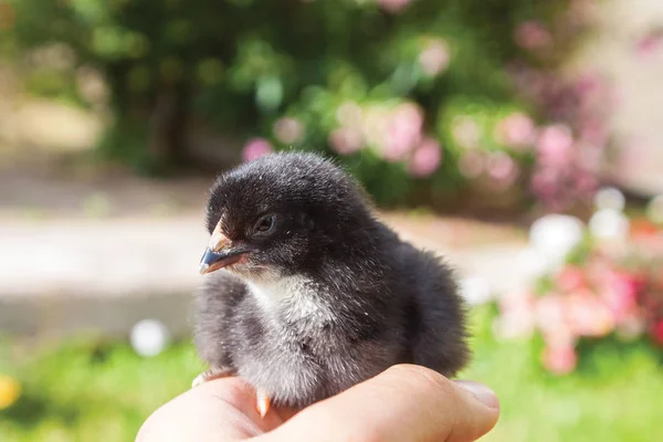 Male Hand Black Chick Outdoors — Stock Photo, Image