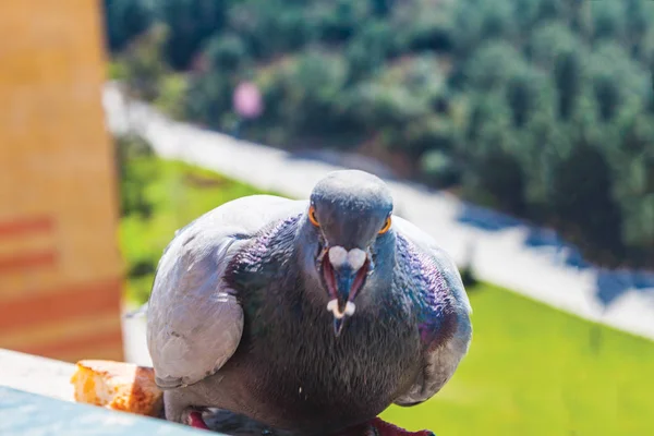Gros Plan Pigeon Sur Balcon Extérieur — Photo