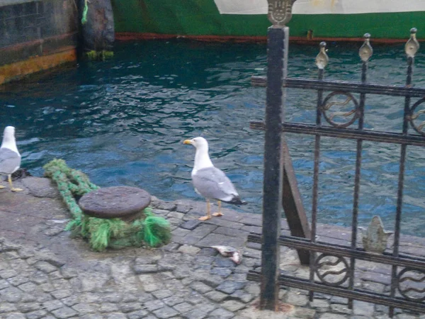 Mouettes Sur Quai Lapidé Jour — Photo