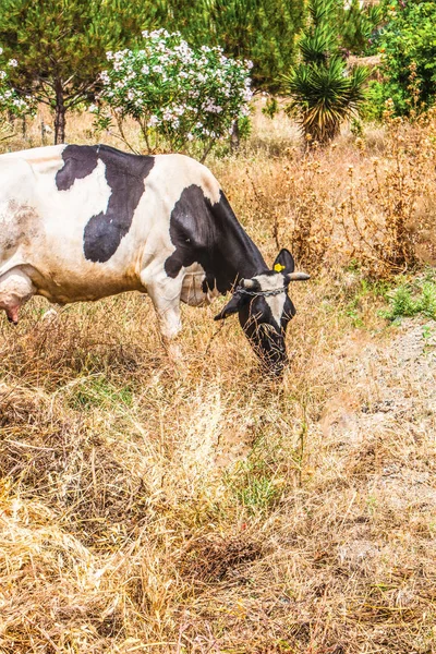 cows in grass background pattern