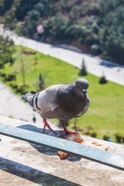 Gros Plan Pigeon Sur Balcon Extérieur — Photo