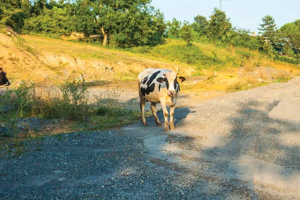 cows in grass background pattern