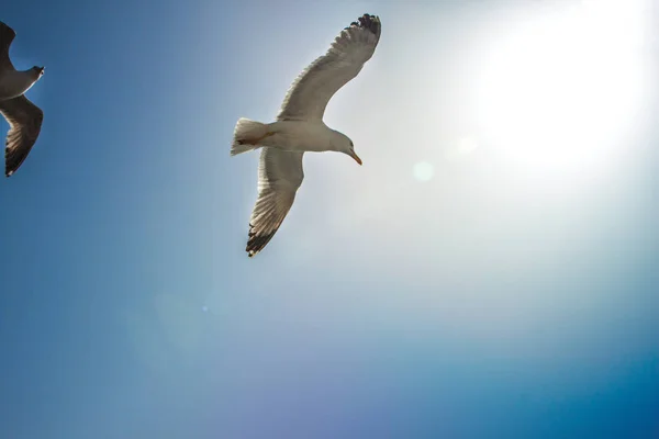 Gaviotas Voladoras Sobre Fondo Azul Del Cielo — Foto de Stock