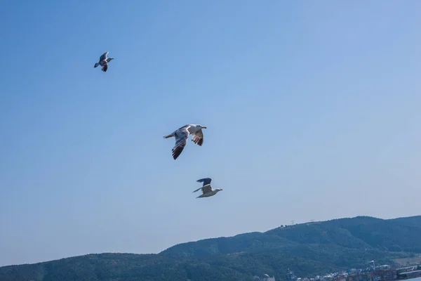 Flying Seagulls Blue Sky Background — Stock Photo, Image