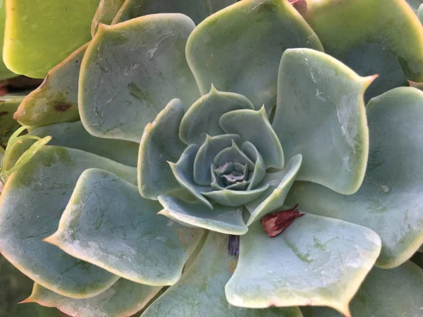 Top View Succulent Background — Stock Photo, Image