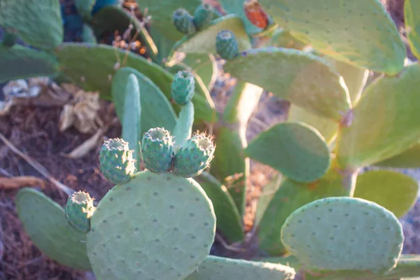 Close Cactos Como Fundo — Fotografia de Stock