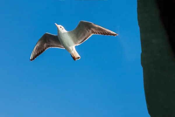 Mouette Volante Sur Fond Ciel Bleu — Photo