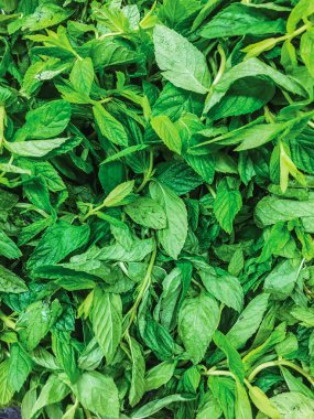 arka plan olarak nane yaprakları yakın çekim 