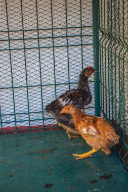 siyah ve sarı tavuk kafeste 