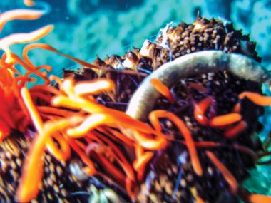 close up of sea cucumber underwater  clipart