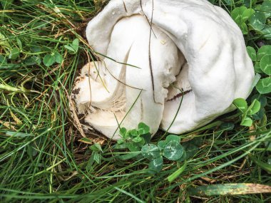 yeşil çim beyaz mantar yakın çekim