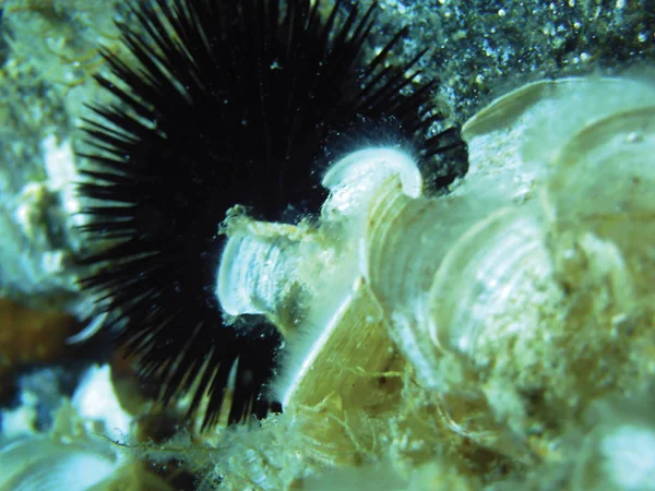 Κοντινό Πλάνο Της Θάλασσας Κάστανο Υποβρύχια Φόντο — Φωτογραφία Αρχείου