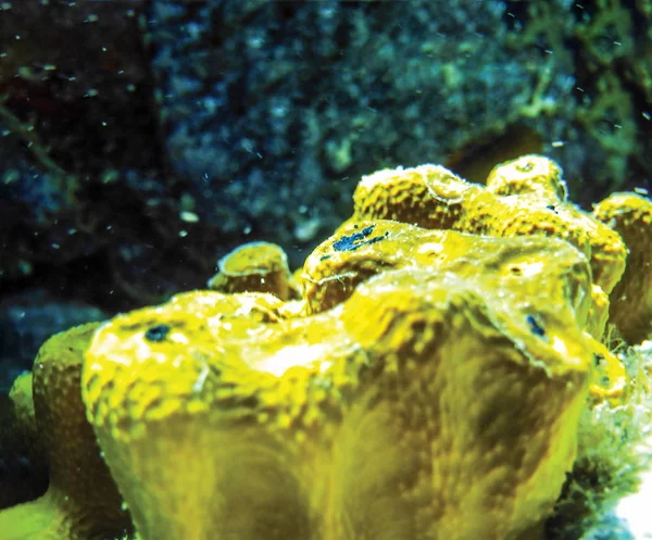 Sea Sponges Underwater Background — Stock Photo, Image
