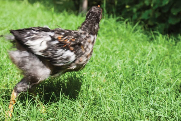 black chicken walking in green grass