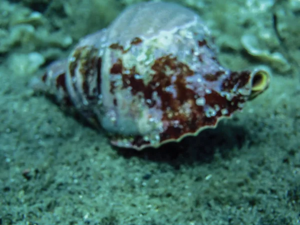 Κοντινό Πλάνο Της Θάλασσας Σαλιγκάρι Υποβρύχια Φόντο — Φωτογραφία Αρχείου
