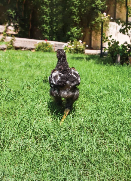 black chicken walking in green grass