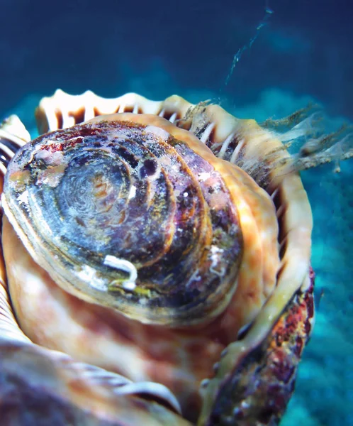 close up of sea snail underwater as background