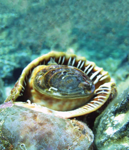 Close Caracol Marinho Subaquático Como Fundo — Fotografia de Stock