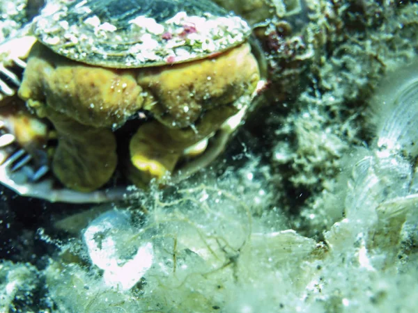 close up of sea snail underwater as background