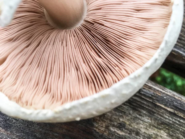 Close Mushroom Background — Stock Photo, Image