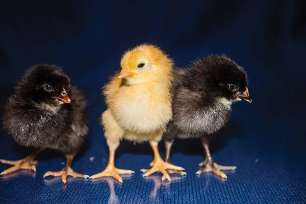 Pintinhos Pretos Amarelos Fundo Azul — Fotografia de Stock