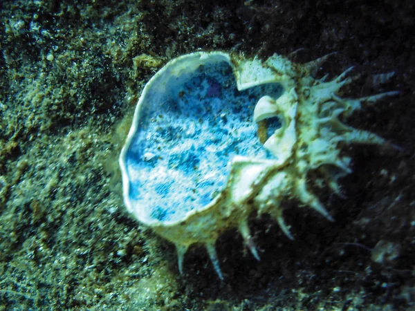 Menutup Dari Kerang Bawah Air Sebagai Latar Belakang — Stok Foto