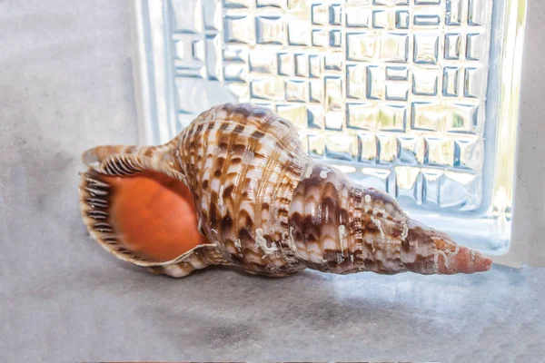 Seashells Background Unit Isolate — Stock Photo, Image