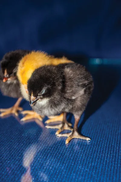 黑色和黄色的小鸡在蓝色背景 — 图库照片