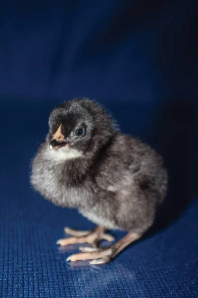 Svart Chick Blå Bakgrund — Stockfoto