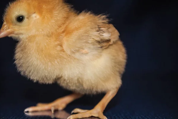 Svarta Och Gula Chick Blå Bakgrund — Stockfoto