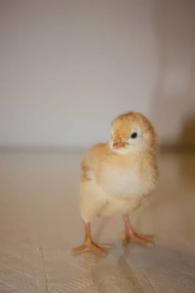 Pollito Amarillo Sobre Fondo Claro — Foto de Stock