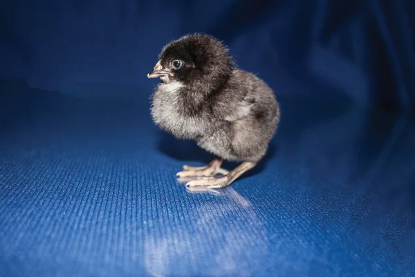 Poussin Noir Sur Fond Bleu — Photo