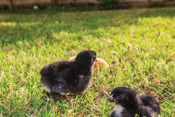 Poussins Noirs Jaunes Dans Herbe Verte — Photo