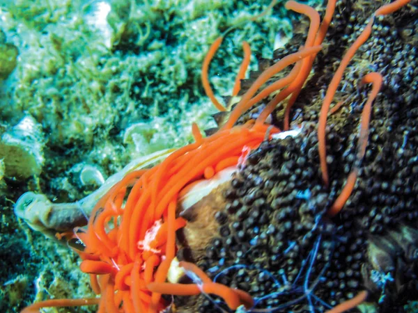 Sualtı Deniz Hıyarı Yakın Çekim — Stok fotoğraf