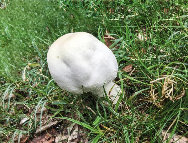 Close Van Witte Champignon Groen Gras — Stockfoto