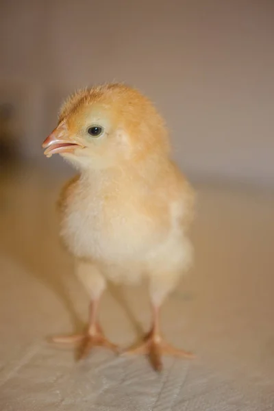 Желтый Цыпленок Светлом Фоне — стоковое фото