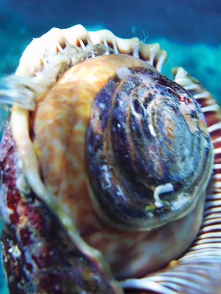 海洋蜗牛特写作为背景 — 图库照片