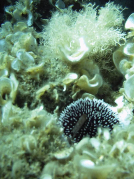 Primer Plano Castaño Mar Bajo Agua Como Fondo — Foto de Stock