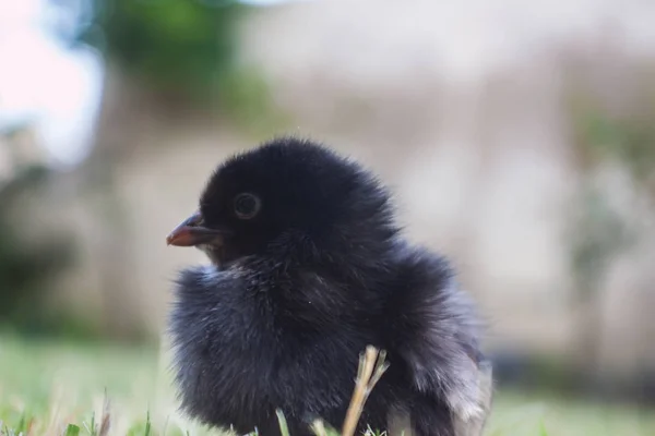 绿草中的黑色小鸡 — 图库照片